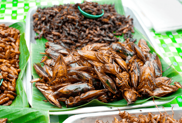 Insectos para luchar contra el hambre