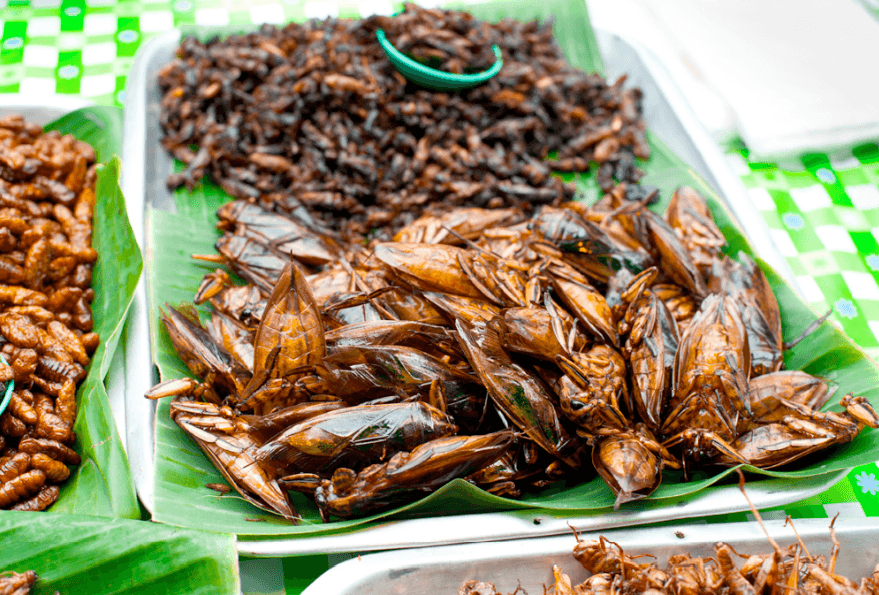 Insectos para luchar contra el hambre