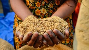 La apuesta del milenio: erradicar el hambre en el mundo