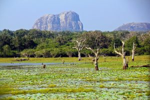 Sri Lanka, una joya por explotar