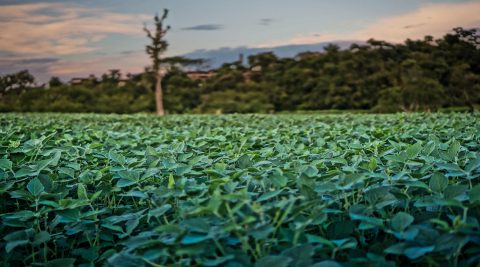 La clase media china y la deforestación del Amazonas