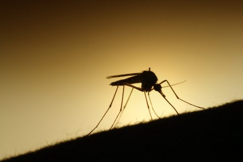 Hacia la erradicación de la malaria en el mundo