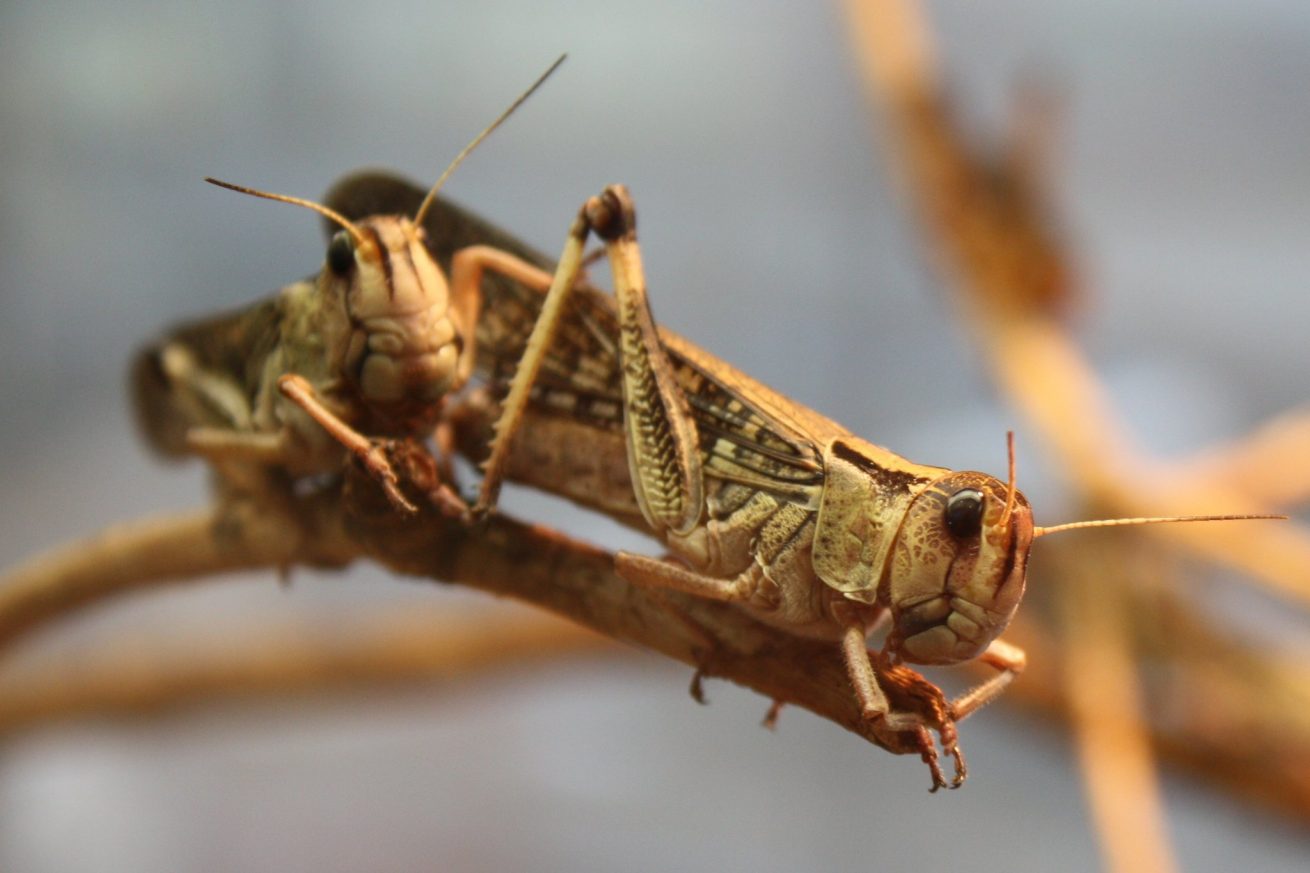 La plaga de langostas que está devorando el Cuerno de África