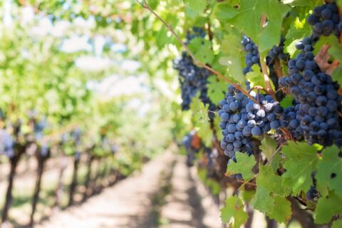 La revolución del vino europeo: más calidad con menos viña