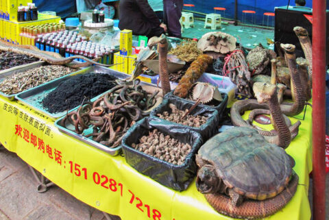 Escamas de pangolín y cuernos de rinoceronte: la medicina tradicional china amenaza a la fauna salvaje