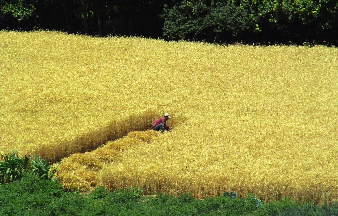 Cuando el precio de los alimentos sube tanto como ahora, todo se complica