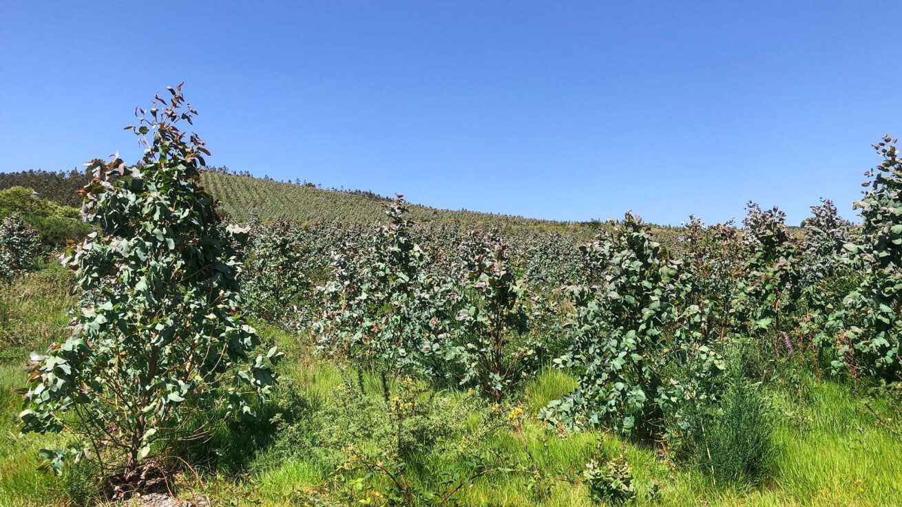 Plantación de eucalipto