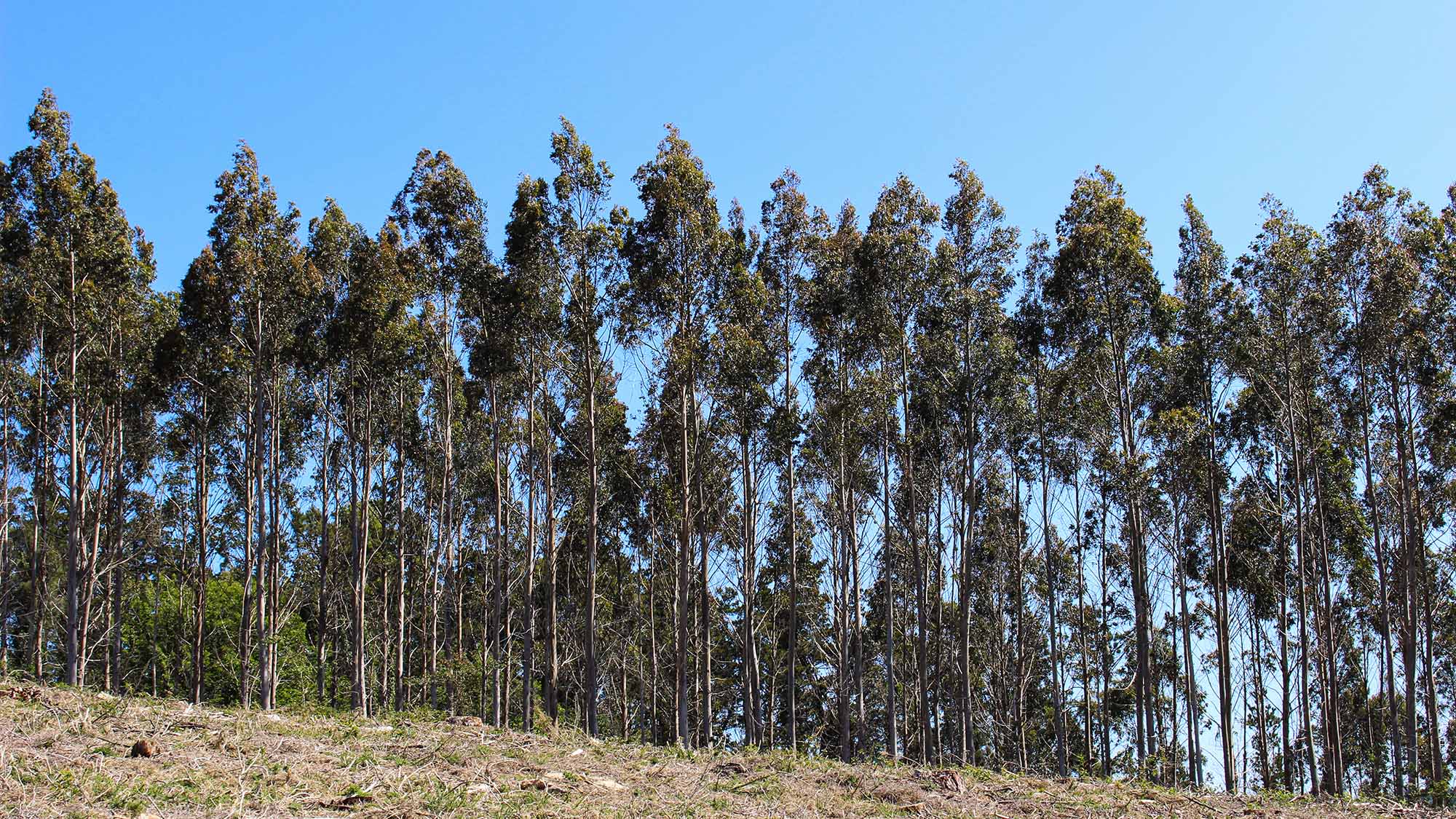 La fiebre del eucalipto especulación y fuego en Galicia El Orden