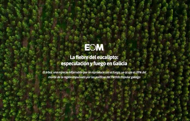 La fiebre del eucalipto: especulación y fuego en Galicia