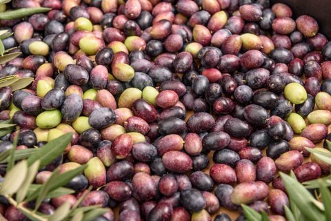 Las guerras del aceite de oliva entre España e Italia